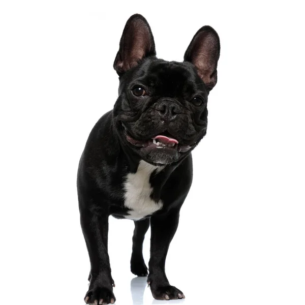 Happy French Bulldog Puppy Smiling Panting Standing White Studio Background — Stock Photo, Image