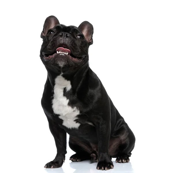 Dutil Francés Bulldog Cachorro Siendo Feliz Jadeando Sentado Sobre Fondo — Foto de Stock