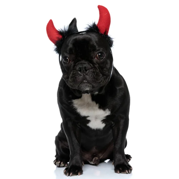 Lovely French Bulldog Puppy Looking Forward Wearing Devil Horns Sitting — Stock Photo, Image