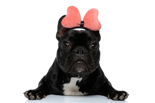 可爱的法国斗牛犬犬躺下 头戴带 头戴圆帽 背景为白色 — 图库照片