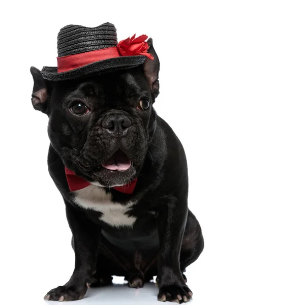 Nyfiken Fransk Bulldogg Valp Bär Fluga Och Hatt Flämtande Och — Stockfoto