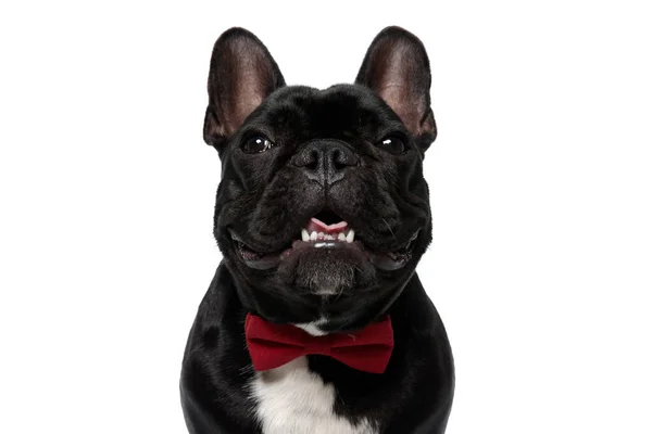 Feliz Francés Bulldog Cachorro Usando Bowtie Jadeo Blanco Studio Fondo — Foto de Stock