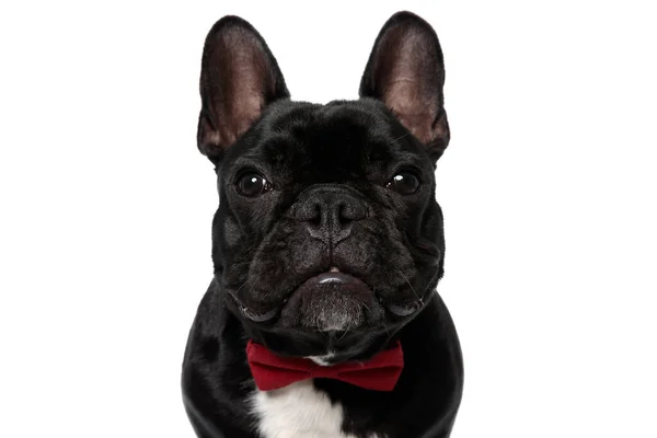 Duro Francés Bulldog Cachorro Con Corbata Mirando Hacia Adelante Blanco — Foto de Stock