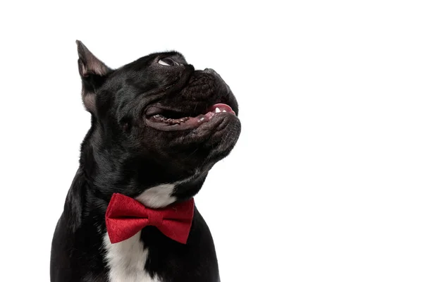Vista Lateral Del Cachorro Bulldog Francés Feliz Con Corbata Jadeando — Foto de Stock