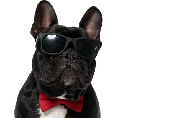 Cool Francuski Bulldog Szczeniak Noszący Muszkę Okulary Przeciwsłoneczne Patrząc Przyszłość — Zdjęcie stockowe