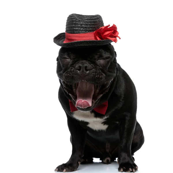 Sonolento Francês Bulldog Cachorro Vestindo Bowtie Chapéu Bocejando Sentado Fundo — Fotografia de Stock