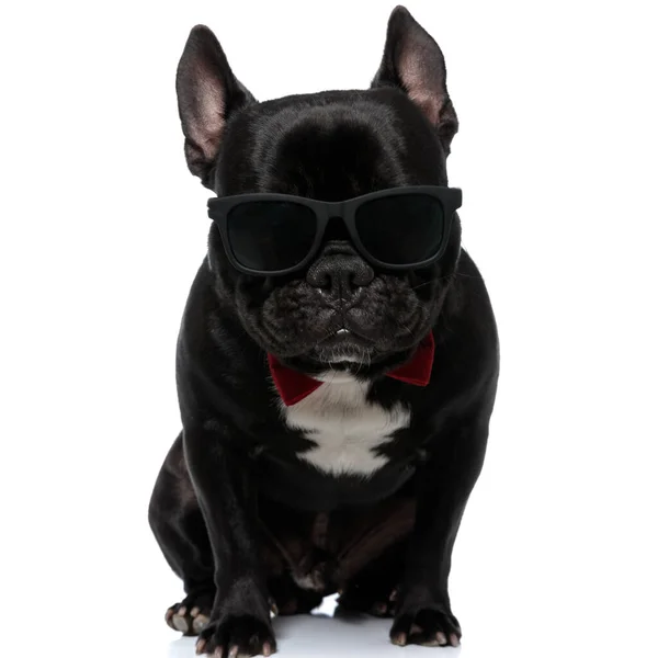 Tough French Bulldog Wearing Bowtie Sunglasses Looking Forward White Studio — Stock Photo, Image