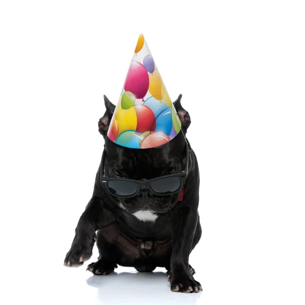 Difícil Francês Bulldog Vestindo Bowtie Óculos Sol Chapéu Festa Fundo — Fotografia de Stock