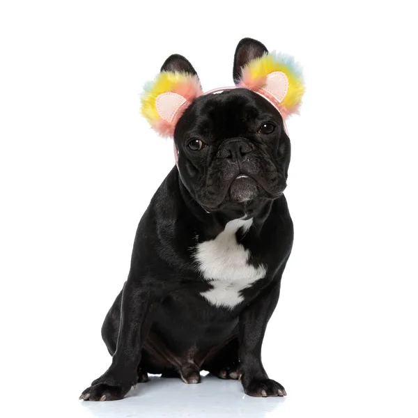 Glücklicher Französischer Bulldoggen Welpe Mit Pelzigen Regenbogen Ohrenschützern Auf Weißem — Stockfoto