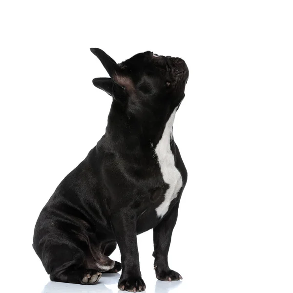 Πλευρική Άποψη Του Περίεργη Γαλλική Bulldog Κουτάβι Κοιτάζοντας Πάνω Ενώ — Φωτογραφία Αρχείου