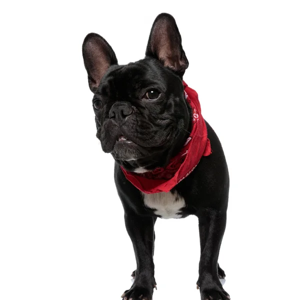 Curious French Bulldog Wearing Bandana Looking Forward Standing White Studio — Stock Photo, Image