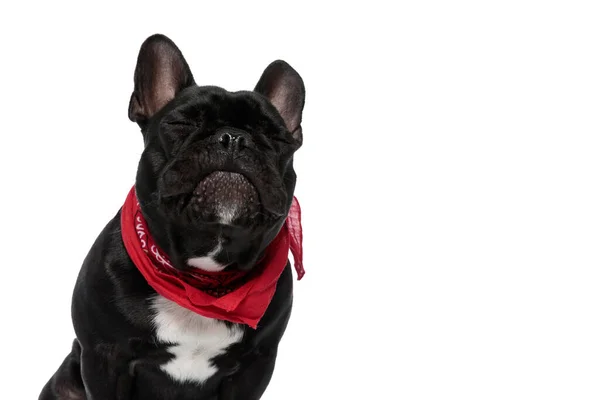 Positve French Bulldog Puppy Wearing Bandana Dreaming Its Eyes Closed — Stock Photo, Image