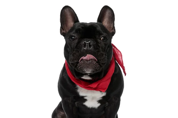 Torpe Francés Bulldog Cachorro Vistiendo Bandana Jadeando Blanco Estudio Fondo — Foto de Stock