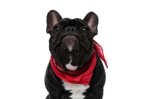 Funny French Bulldog Puppy Wearing Bandana Making Silly Face White — Stock Photo, Image