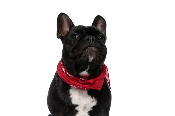 Hevesli Fransız Bulldog Köpeği Beyaz Stüdyo Geçmişine Bakıyor Bandana Takıyor — Stok fotoğraf