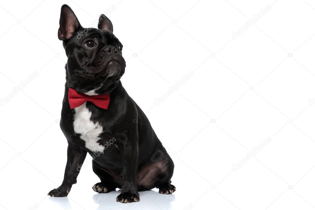 Dutiful French Bulldog puppy wearing bowtie and looking away focused, sitting on white studio backgroun