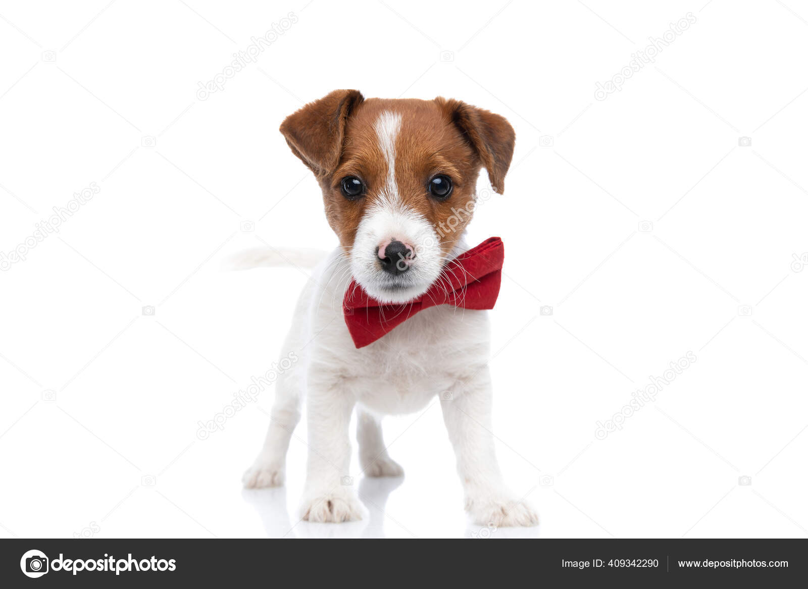 How Long Should A Jack Russell Terriers Tail Be