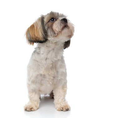 Hevesli Shih Tzu köpek yavrusu beyaz stüdyo arka planında otururken kafasını kaldırıyor.