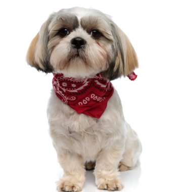 Beyaz stüdyo arka planında otururken bandana takan saygılı Shih Tzu yavrusu.