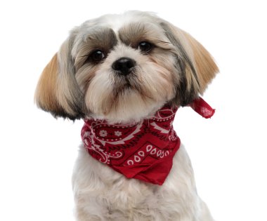 Beyaz stüdyo arka planında otururken bandana takan sevimli bir Shih Tzu köpeğinin resmini çek.