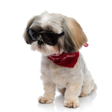 Güneş gözlüğü ve bandana takan hevesli Shih Tzu yavrusu beyaz stüdyo arka planında otururken tuhaf bir şekilde gözlerini kaçırıyor.