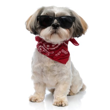 Cool Shih Tzu köpeciği beyaz stüdyo arka planında otururken güneş gözlüğü ve bandana takıyor.