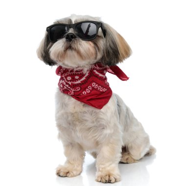 Cesur Shih Tzu köpeciği güneş gözlüğü ve bandana takıyor, beyaz stüdyo arka planında otururken ileriye bakıyor.