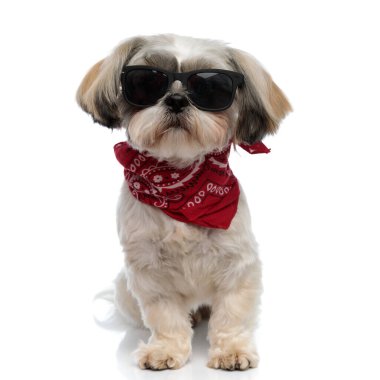 Zor Shih Tzu köpek, beyaz stüdyo arka planında otururken güneş gözlüğü ve bandana takıyor.