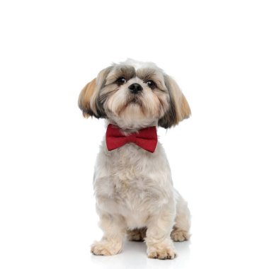 Beyefendi Shih Tzu kuçu kuçu papyon takıyor ve beyaz stüdyo arka planında otururken ileriye bakıyor.