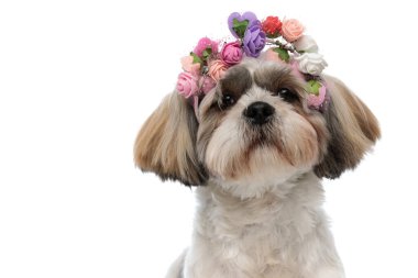 Beyaz stüdyo arka planında çiçek tacını takan sevimli Shih Tzu köpeğinin yakın çekimi.