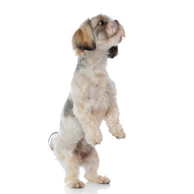 Playful Shih Tzu puppy smiling while jumping on white studio background clipart