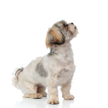 Beyaz stüdyo arka planında oturan hevesli bir Shih Tzu köpeğinin yan görüntüsü