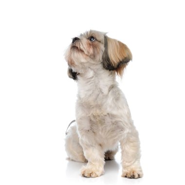Hevesli Shih Tzu köpek yavrusu beyaz stüdyo arka planında otururken kafasını kaldırıyor.