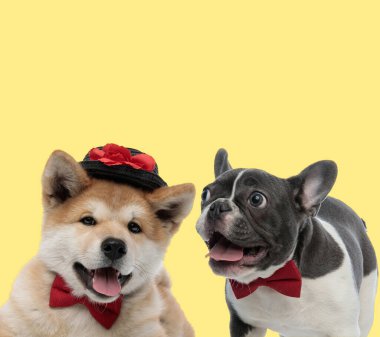 Bir çift akita inu ve kırmızı papyon takan buldog köpekleri ve sarı arka planda mutlu bir şekilde dillerini çıkaran şapkalar.