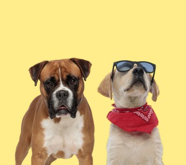 Sevimli boksör köpeği, labrador av köpeğinin yanında duruyor. Bandana takıyor ve sarı arka planda güneş gözlüğü takıyor.
