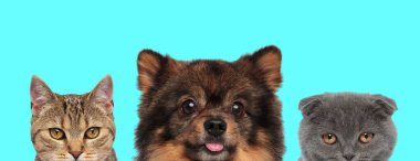 Pomeranian Spitz köpeği dilini çıkarıyor, metis kedisi ve İskoç kedisi mavi arka planda kameraya bakıyor.