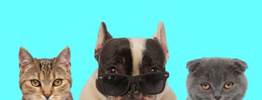 Bir metis kedinin yanında güneş gözlüğü takan havalı Fransız Bulldog ve mavi arka planda İskoç Katlayan Kedi.
