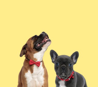 Şirin boksör köpeği uluyor. Sarı arka planda kırmızı tasma takan yavru bir Fransız bulldog 'un yanında üzgün.