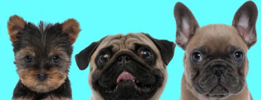 Komik Pug köpeği, Shih Tzu ve Fransız Bulldog arasında surat yapıyor.