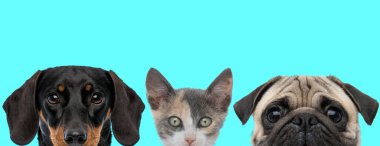 Teckel köpek, metis kedi ve pug köpek yan yana duruyorlar, kameradan yüzlerini saklıyorlar ve mavi arka plana bakıyorlar.