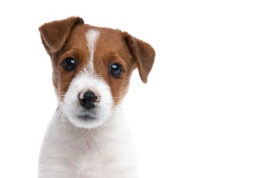 Jack Russell Terrier köpeğine yaklaşırken yüzünde çok şirin bir ifade vardı. Kameraya bakıyordu. Beyaz arka plana bakıyordu.