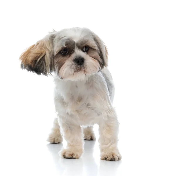 Curious Shih Tzu Puppy Looking Away While Standing White Studio — Stock Photo, Image