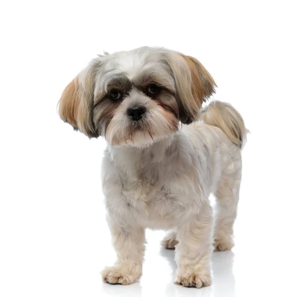 Selvsikker Shih Tzu Valp Ser Fremover Mens Den Står Hvit – stockfoto