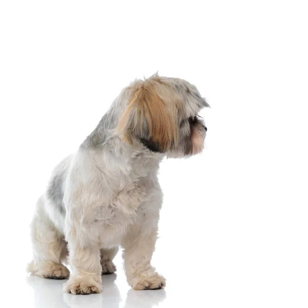 Ansioso Shih Tzu Cachorro Curiosamente Mirando Hacia Otro Lado Mientras —  Fotos de Stock