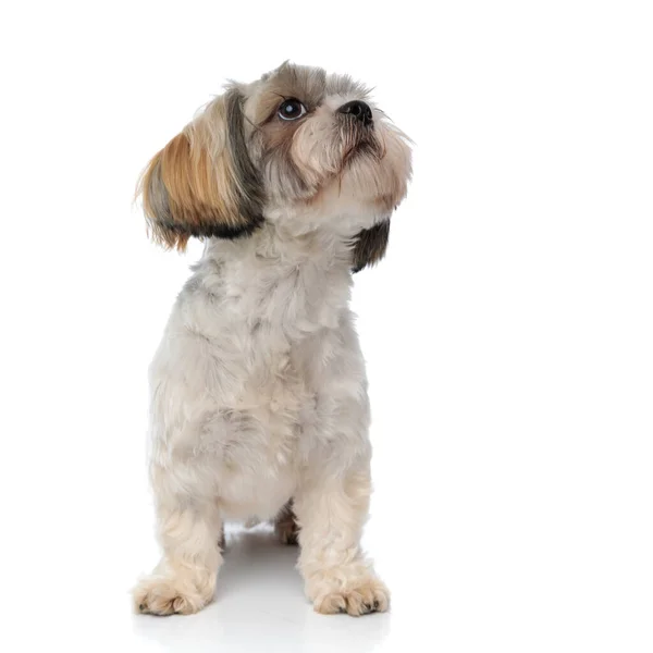 Eager Shih Tzu Puppy Looking Curiously While Sitting White Studio — Stock Photo, Image