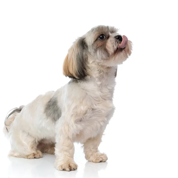 Schattige Shih Tzu Puppy Hijgen Bedelen Terwijl Zitten Witte Studio — Stockfoto