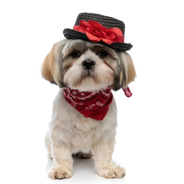 Fashion Shih Tzu Szczeniak Sobie Kapelusz Bandana Siedząc Białym Tle — Zdjęcie stockowe