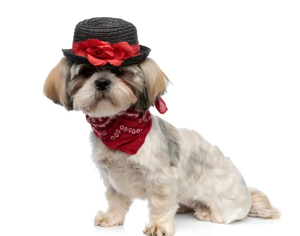 Adorável Shih Tzu Cachorro Vestindo Chapéu Bandana Enquanto Sentado Fundo — Fotografia de Stock