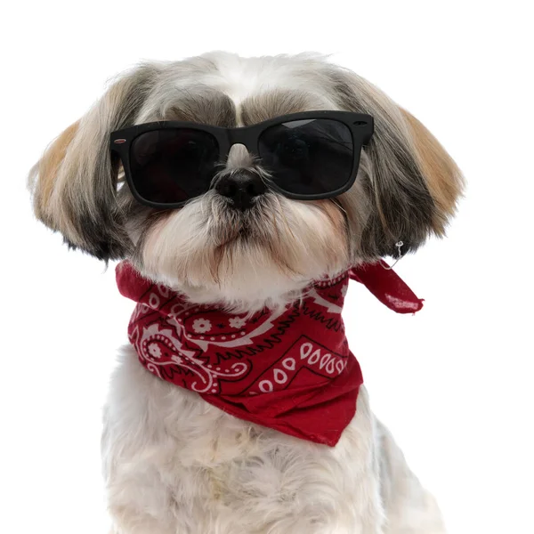 Moda Shih Tzu Cachorro Vestindo Óculos Sol Bandana Enquanto Sentado — Fotografia de Stock