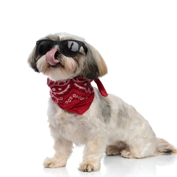 Hungry Shih Tzu Valp Bär Solglasögon Och Bandana Slickar Näsan — Stockfoto